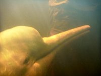 Amazon river dolphin under water