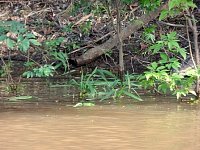 Large caiman lurking
