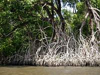 Mangrove roots