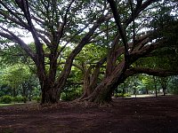 Ibirapuera Park trees