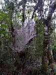Horto Florestal spider net