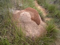 Horto Florestal termite mount