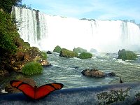 Butterfly and waterfall