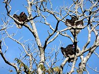 Vultures perching on a tree