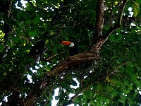 Toucan in tree