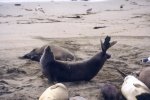 Elephant seal giving birth (1/4)