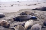 Elephant seal giving birth (3/4)