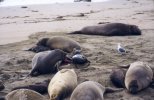 Elephant seal giving birth (4/4)