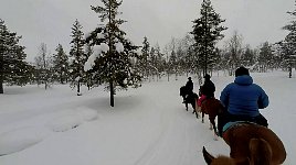 Horses on snow trail