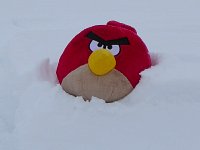 Angry Snow Bird