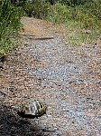 Turtle near Thessaloniki