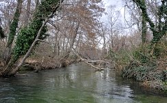 Nestos river side branch