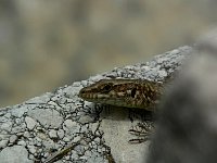 Lizard staring