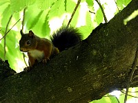 Fragsburger squirrel