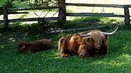 Highland cattle at Monte Pana