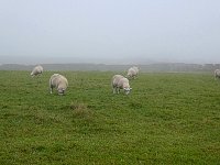 Sheep in the mist