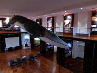 Wolf exhibition with blue whale