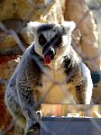 Lemur showing tongue