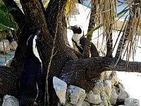 Penguins looking at tree