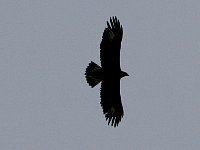 Lofoten sea-eagle