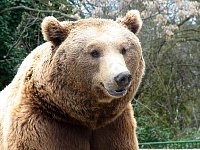 Madrid zoo bear