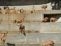 Concrete mountain goats