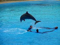 Dolphins jumping from trainer ring