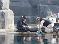 Sea lion scrubbing
