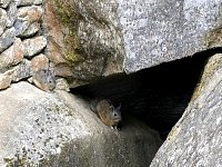Viscacha in Machu Picchu