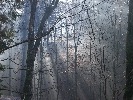 Morning fog in the woods