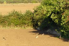 Cambridgeshire rabbits