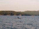 Orca near Vancouver Island