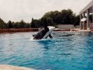 Orca at Seaworld Florida