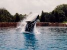 Orca at Seaworld Florida