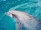 Dolphin at Seaworld Florida