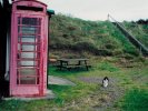 Weather resistant cat, Summer Isles, Scotland