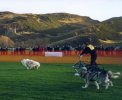 [Huskies race Holyrood]