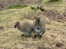 Kangoroos