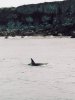 Orca near shore