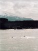 Orcas and Snæfellsjökull