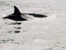 Two orcas fairly close