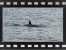 Short orca video, 5.5 MB, 30 sec