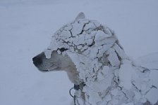 Dog after snow storm