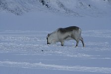 Svalbard city reindeer