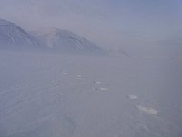 Polar bear tracks, Svalbard