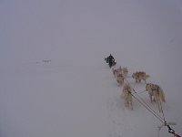 Dog sledding Adventdalen