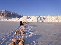 Sledge dogs at Tunabreen glacier
