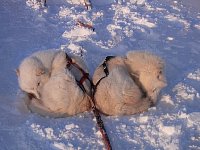 Dogs napping