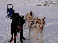 Putin, Polka and Milo, sled dogs