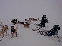 Dogs and sleds